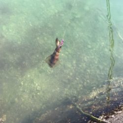 朝イチエギング