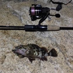 淀川ブリームゲーム 紀ノ川遠征