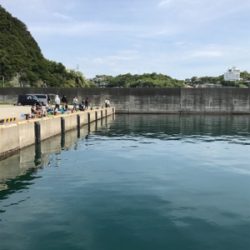 カタクチイワシ