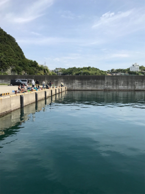 カタクチイワシ