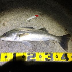 四日市バチシーバス