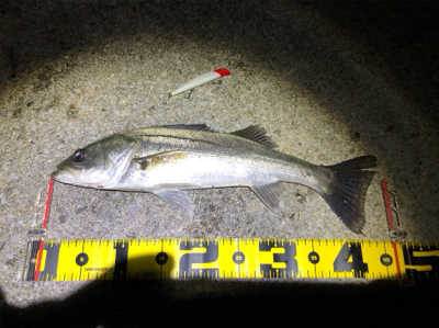 四日市バチシーバス