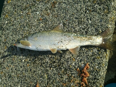 アジ、マルタウグイ