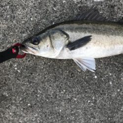 連休シーバス最終日