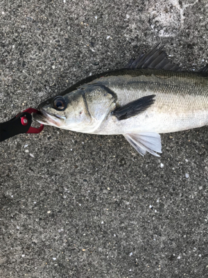 連休シーバス最終日