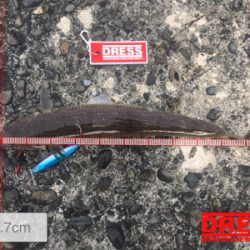 青物おらず、エソばかり