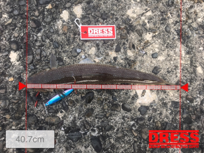 青物おらず、エソばかり