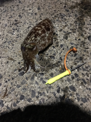 コウイカ 釣行