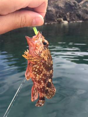 手漕ぎボートでガシラとベラが大量@西小川