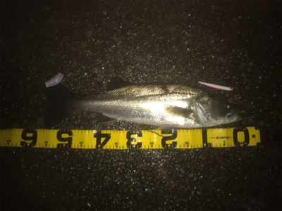 どしゃぶりのドブ川シーバス