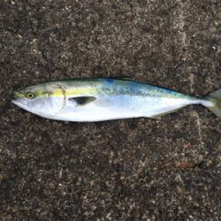 最後の最後に本命ゲッツ