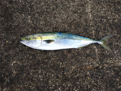 最後の最後に本命ゲッツ