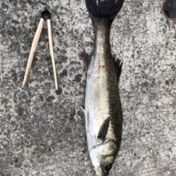 シーバス釣行1日目