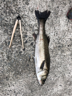 シーバス釣行1日目