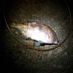 初の紀東マダイ狙い