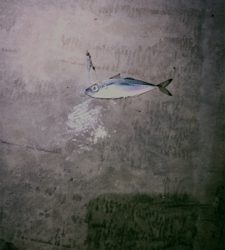 イカ釣れたᔦ˙灬˙ᔨ