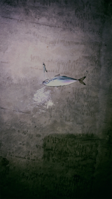 イカ釣れたᔦ˙灬˙ᔨ