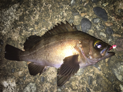 メバリング！最後かな？(^^)