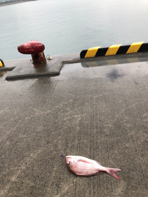 イカ釣れないからメタルジグなげたら！