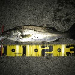 四日市クルバチパターン