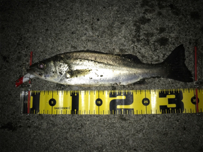 四日市クルバチパターン