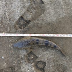 ちょっと!まっすぐになって‼︎‼︎