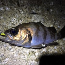 久しぶりのメバリング調査へ