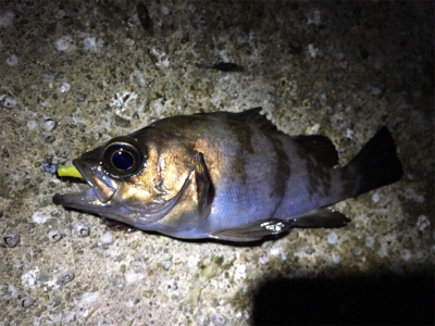 久しぶりのメバリング調査へ