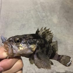 ナイスサイズ！