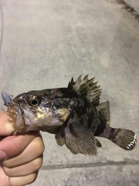 ナイスサイズ！