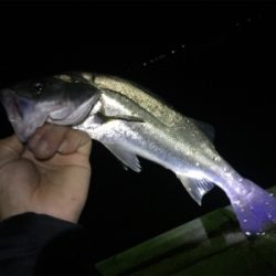 ナイトシーバス