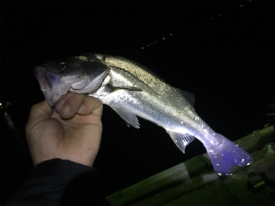 ナイトシーバス