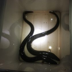 蒲焼きサイズゲット！極太ウナギ。