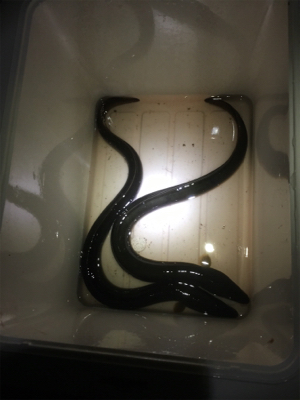 蒲焼きサイズゲット！極太ウナギ。