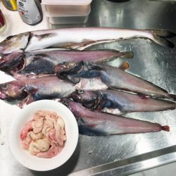 アコウ狙いだったのに