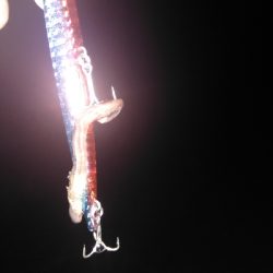 バチ抜けシーバス