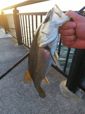 エビ撒き釣りにて