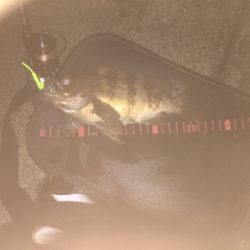 またメバリング