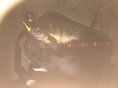 またメバリング