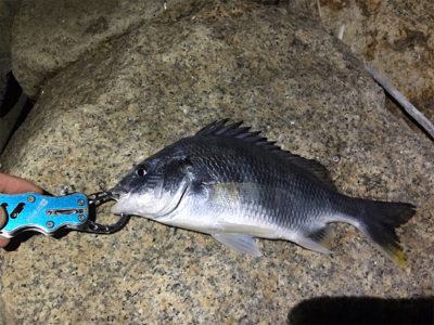 淀川ブリームゲーム ど干潮での釣果