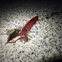 アオリイカ釣れてるかな？