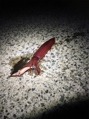 アオリイカ釣れてるかな？