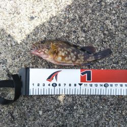 シーバス釣行！！