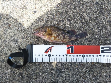 シーバス釣行！！