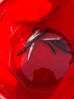 武豊緑地でサビキ