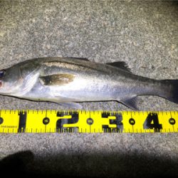 四日市バチパターン