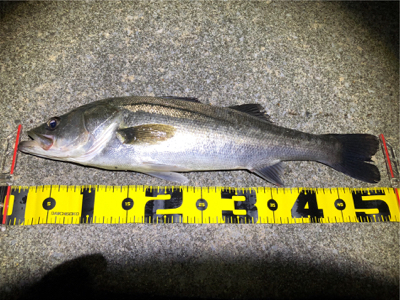 四日市バチパターン