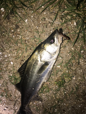 久々にシーバス