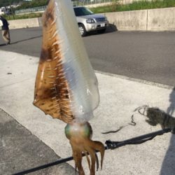 ヤエンで初ゲット