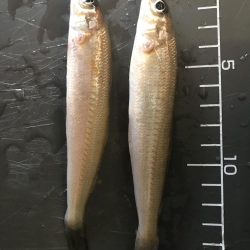 ふぐキスキスアジ